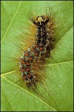 gypsy_moth_larvae